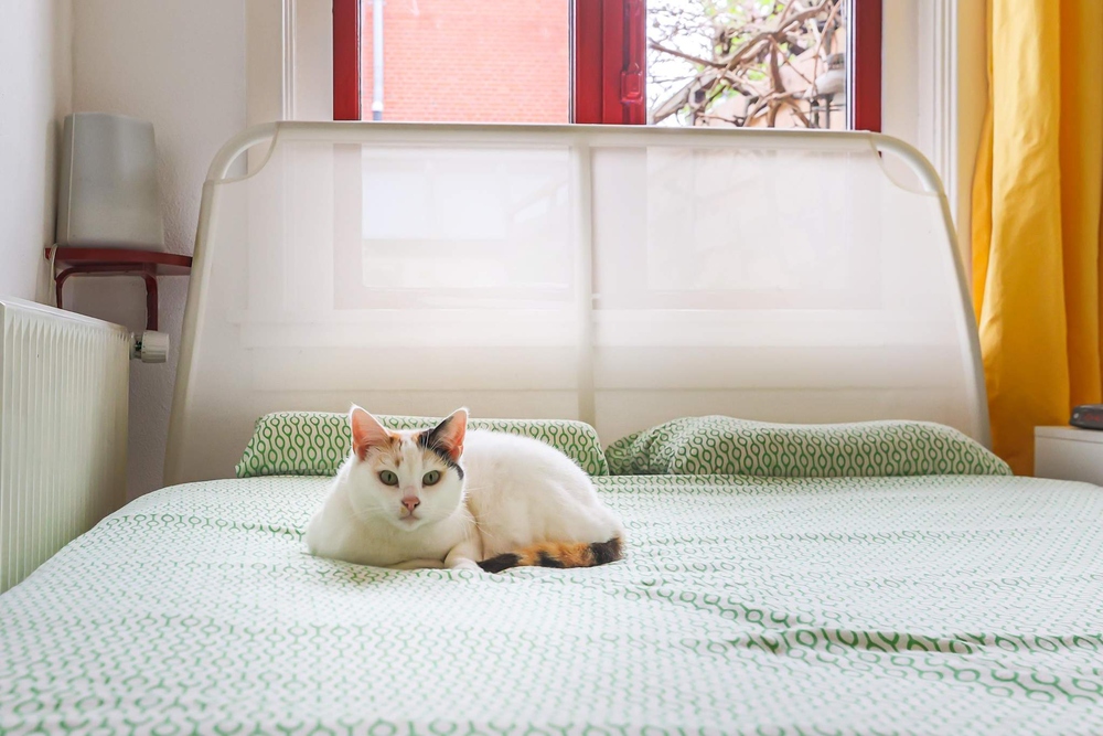 Professor Rankestraat 41, 9713 GD Groningen - € 200.000 k.k. - ben-s Makelaars Groningen