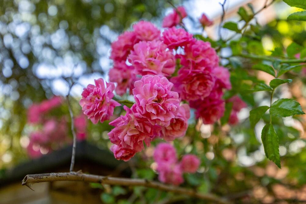 Kamerlingh Onnesstraat 14, 9727 HM Groningen - € 275.000 k.k. - ben-s Makelaars Groningen